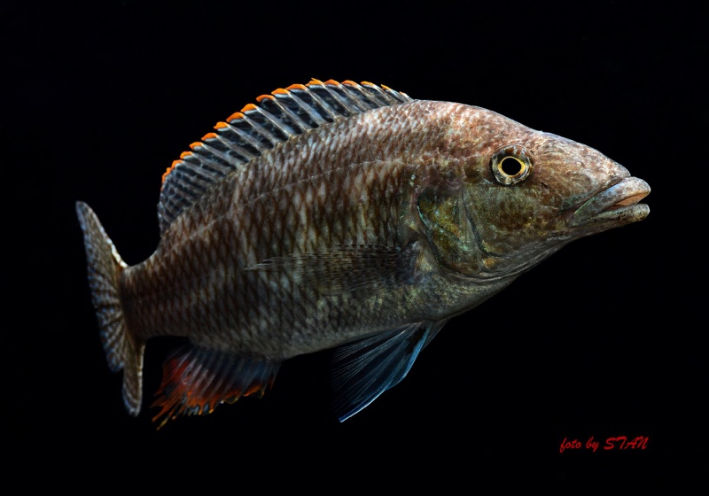 Nimbochromis linni